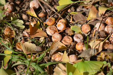 Ginkgo Nuts