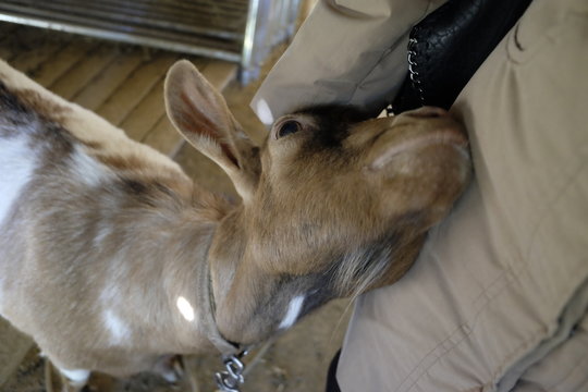 goat with need of pampering