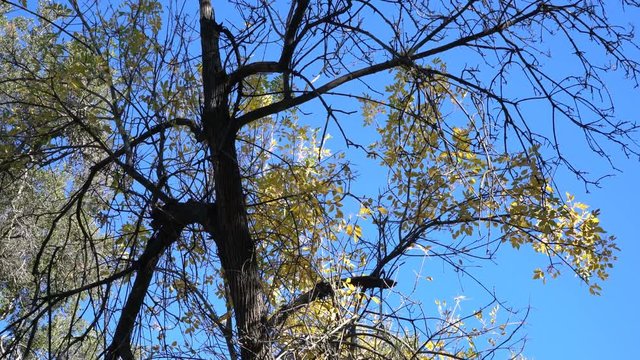 Fall color in PCT Trail, Warner Springs, California, United States