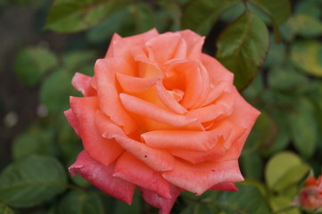 rose