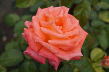 rose