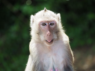 Monkey is tongue sticking, the background is blurred and the sun shines