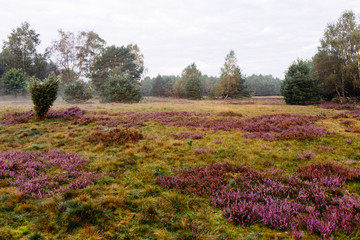 Lüneburger Heide