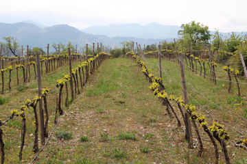 Obraz premium Vineyard in Priorat, Spain 