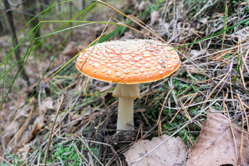 Fly agaric mushroom