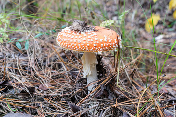 Fly agaric mushroom