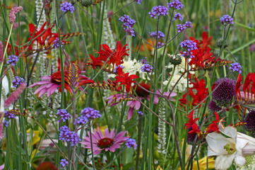 Colourful mixed flower meadow