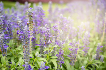 Beautiful lavenders close up in the garden with blurred larvender field background.