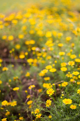 Fototapeta premium Yellow daisy flowers in garden close up.