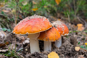 Fly agaric mushroom
