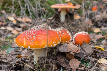 Fly agaric mushroom