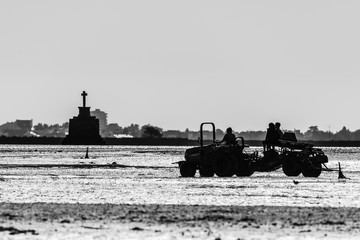 Fototapeta premium Man harvesting shells at low tide in front of a shelter cross in the morning