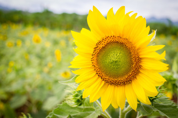 Obraz premium Beautiful big sun flower in the garden close up.