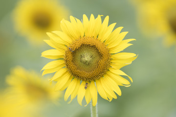 Closeup nature view of flower on blurred background