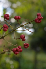 Euscaphis japonica (species of tree)