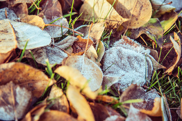top view for many autumn leaves with hoar in november morning