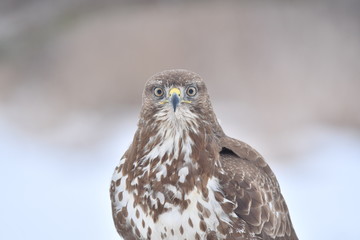 Falcon