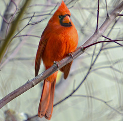 Cardinal in a Tree