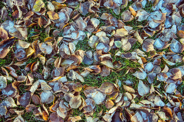 top view for many autumn leaves with hoar in november morning