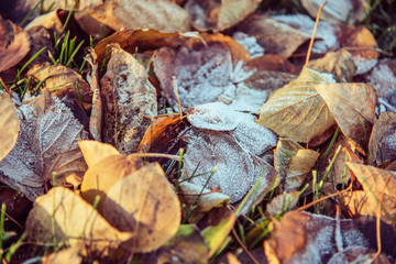 top view for many autumn leaves with hoar in november morning