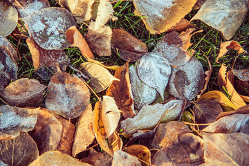 top view for many autumn leaves with hoar in november morning
