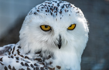 Snowy owl close up