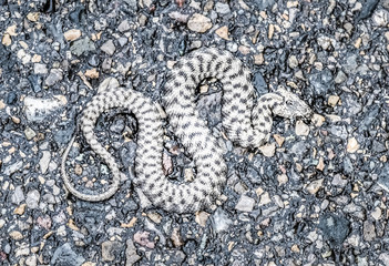 A snake on the shores of the upper Zurich Lake, Hurden, Schwyz, Switzerland