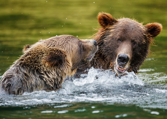 Orso grizzly della costa che pesca salmoni in Canada o Alaska