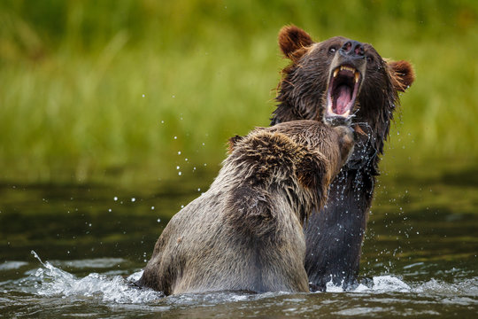Orso grizzly della costa che pesca salmoni in Canada o Alaska