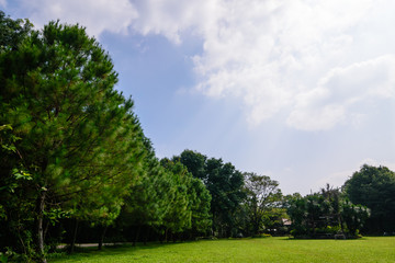 green lawn and trees in garden landscape