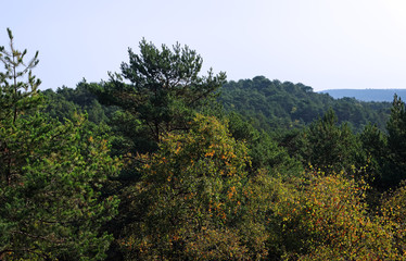 Gorges du houx en forêt de fontainebleau