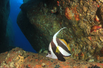 Fototapeta na wymiar Fish and coral in underwater cave