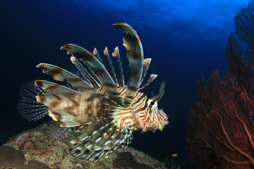 Lionfish fish on underwater coral reef