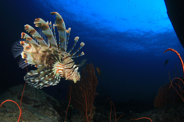 Lionfish fish on underwater coral reef