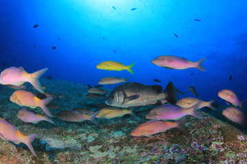 Naklejka na ściany i meble Fish school in ocean. Snapper fish on coral reef