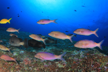 Fototapeta na wymiar Fish school in ocean. Snapper fish on coral reef