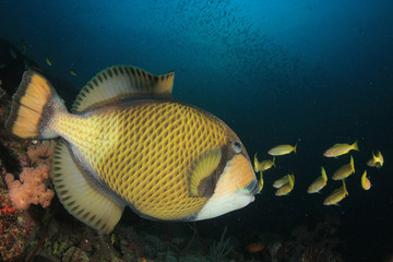 Titan Triggerfish fish on coral reef