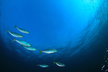 Tuna fish underwater