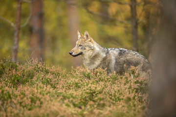 Naklejka na ściany i meble young wolf into forest