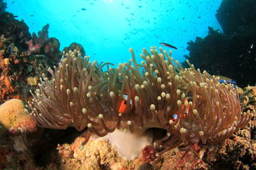 Naklejka na ściany i meble Anemones on coral reef. Clownfish anemonefish tropical fish