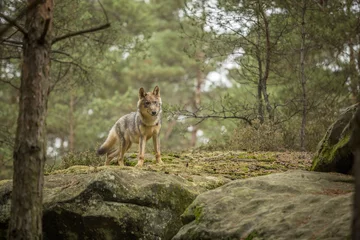Gordijnen young wolf into forest © zdenek
