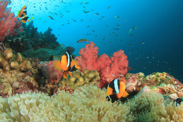 Anemones on coral reef. Clownfish anemonefish tropical fish