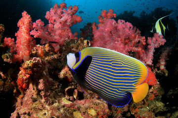 Naklejka na ściany i meble Emperor Angelfish and Moorish Idol fish on coral reef underwater