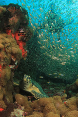 Fototapeta na wymiar Sea Turtle underwater on coral reef