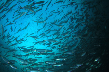 Fototapeta na wymiar Tuna fish underwater