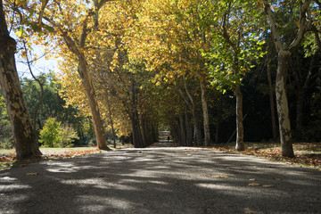 Paseo entre los árboles teñidos de otoño