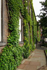 The wall of the house is decorated with curly green plants