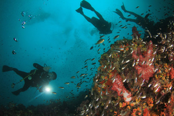 Scuba diving. Scuba divers explore coral reef underwater