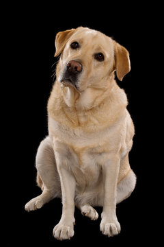 Labrador on black background 