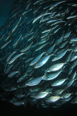 Obraz premium Tuna fish underwater in ocean